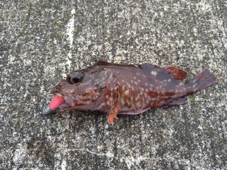 アジングでガシラ